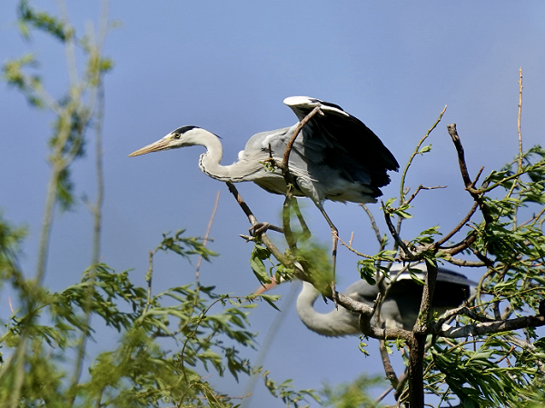海淀区首个水域水鸟观测点位落户翠湖国家城市湿地公园